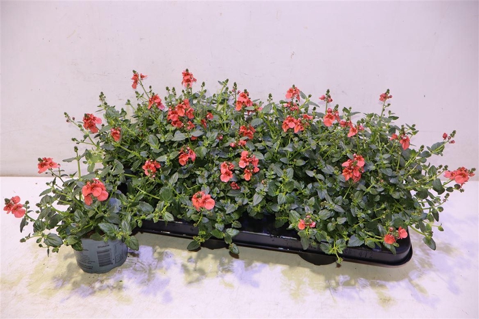 <h4>arr8 Dias F C Deep Salmon</h4>