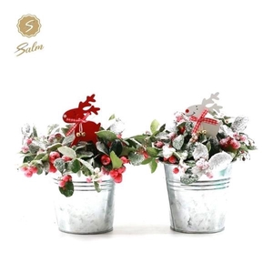 Gaultheria pr. 'Big Berry'® P10 in Zinc Old-Look + Reindeer + Snow