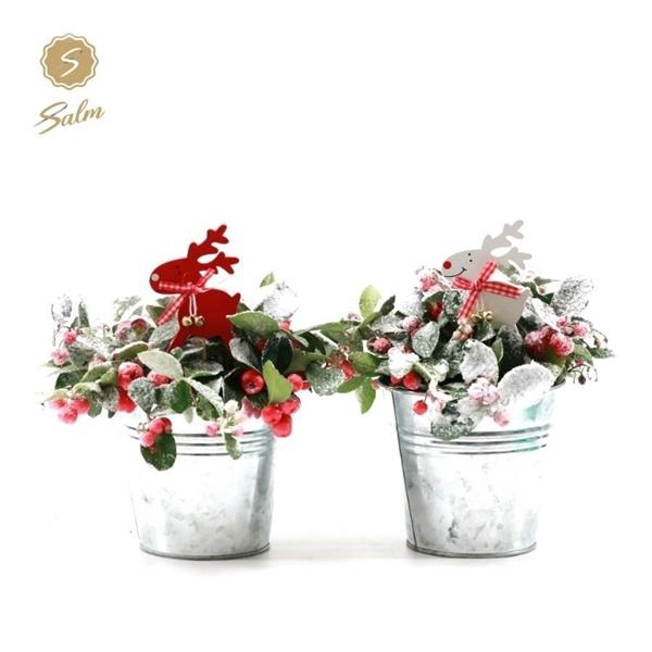 <h4>Gaultheria pr. 'Big Berry'® P10 in Zinc Old-Look + Reindeer + Snow</h4>