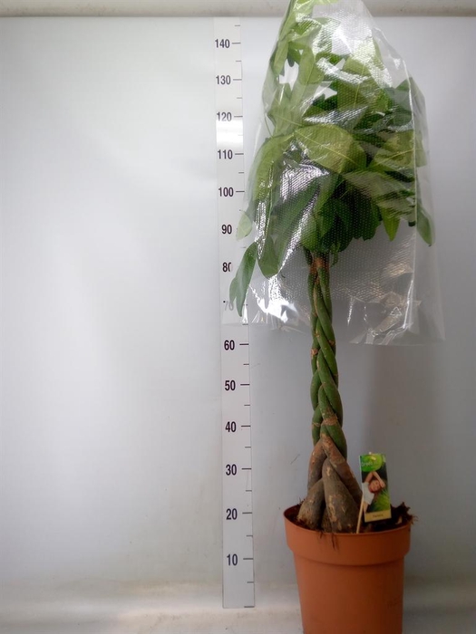 <h4>Pachira aquatica</h4>