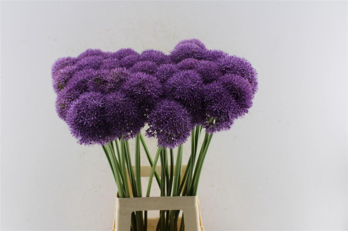 <h4>Allium Pinball Wizard</h4>