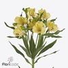 Alstroemeria morning star