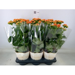 Kalanchoe  'Volcanic Orange'