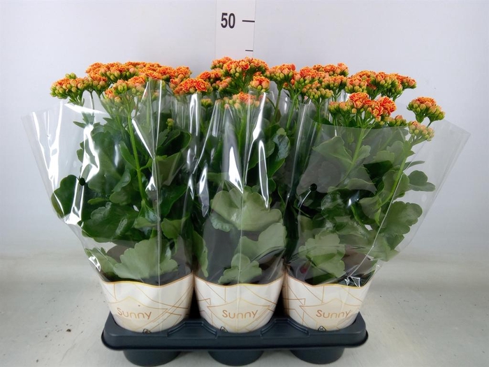<h4>Kalanchoe  'Volcanic Orange'</h4>
