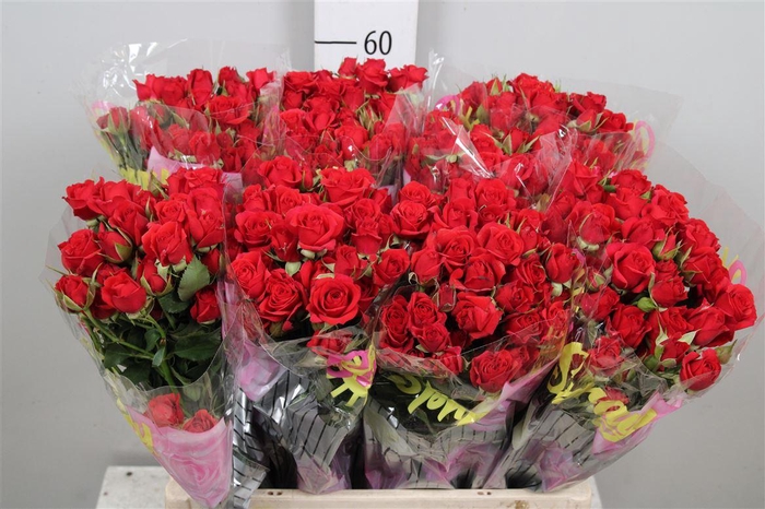 <h4>R Tr Mirabel</h4>