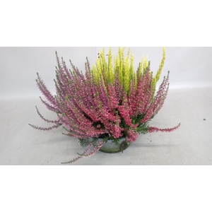 Calluna vulg. 'Beauty L' ..mix 3/p