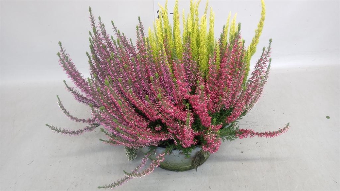 <h4>Calluna vulg. 'Beauty L' ..mix 3/p</h4>