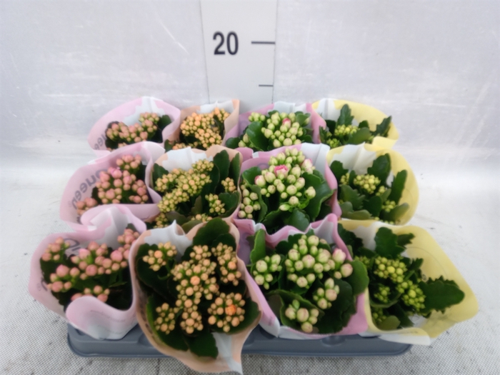 <h4>Kalanchoe blos.   ..rosebud mix  4</h4>