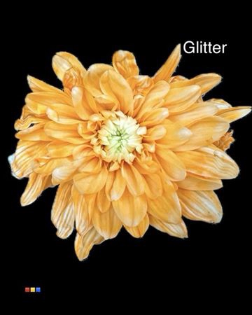 <h4>Chr T Baltica Apricot + Glit Bio</h4>