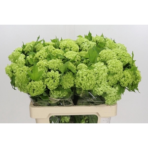 VIBURNUM ROSEUM 4+#