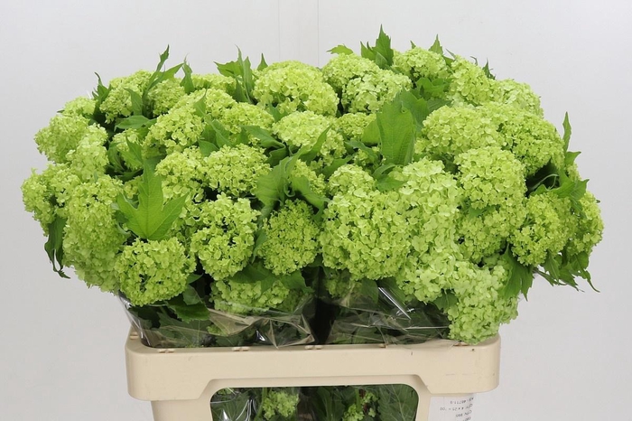 <h4>VIBURNUM ROSEUM 4+#</h4>
