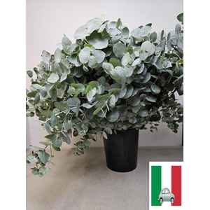 EUC CINEREA PER STEEL -IT-