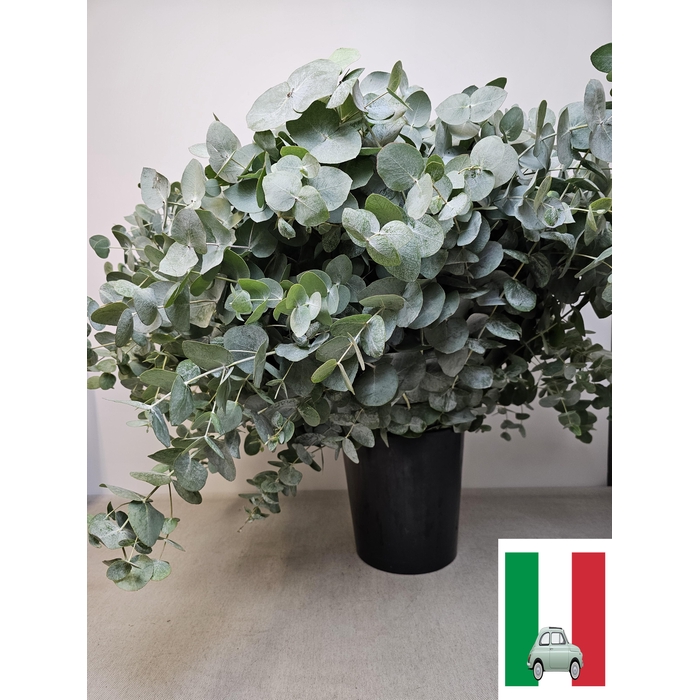 <h4>EUC CINEREA PER STEEL -IT-</h4>