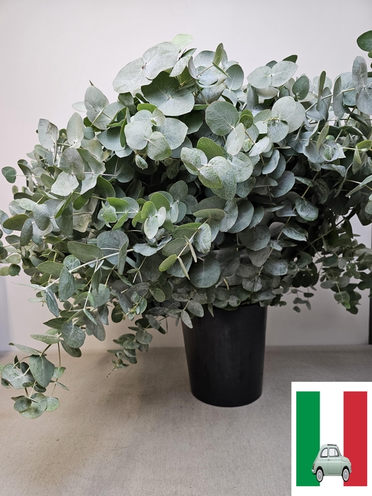 EUC CINEREA PER STEEL -IT-