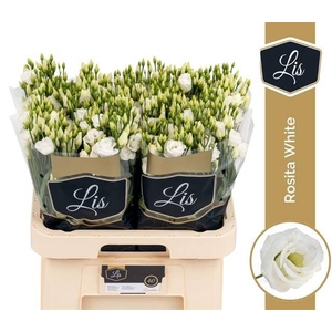 Lisianthus do rosita white