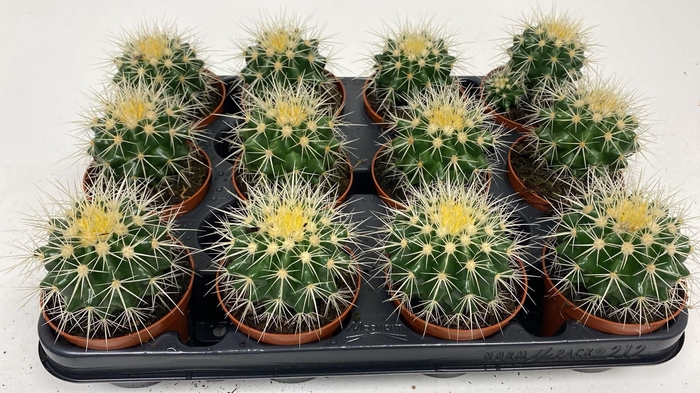 <h4>ECHINOC GRUSONII</h4>