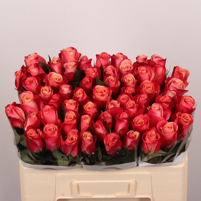 <h4>R GR HELENE</h4>