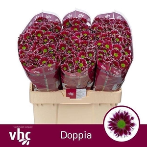 CHR SAN DOPPIA