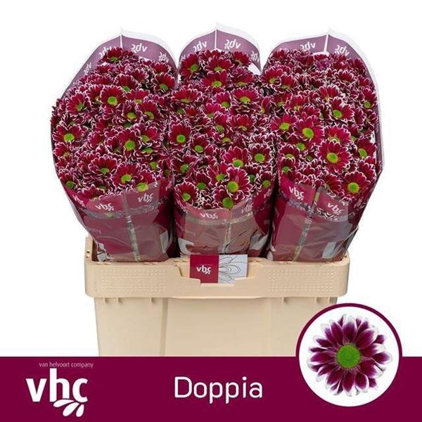 <h4>CHR SAN DOPPIA</h4>