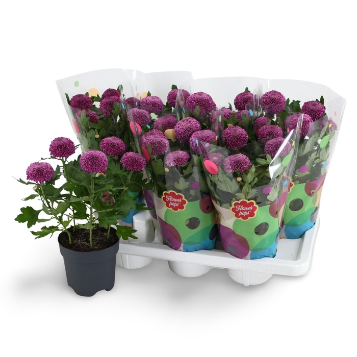 <h4>Flowerpops Mono Purple</h4>