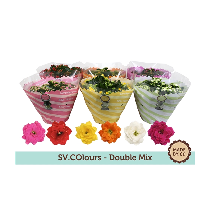 <h4>Kalanchoë Double Mix in SV.COloursleeve</h4>