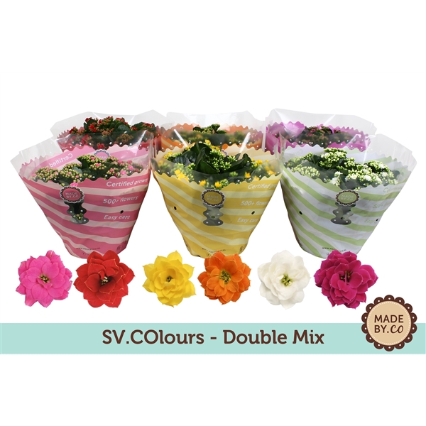 <h4>Kalanchoë Double Mix in SV.COloursleeve</h4>