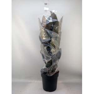 Ficus elastica 'Abidjan'
