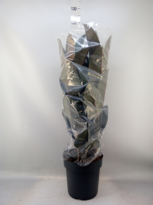 <h4>Ficus elastica 'Abidjan'</h4>