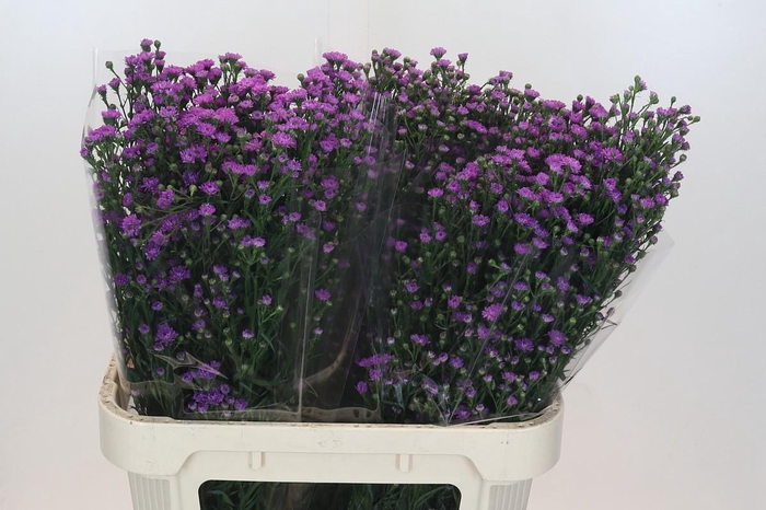 <h4>Aster Baby Pink</h4>
