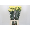 Dianthus St Ilias