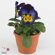 Viola F1 Meteor