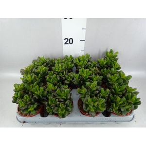 Crassula ovata 'Gandalf'