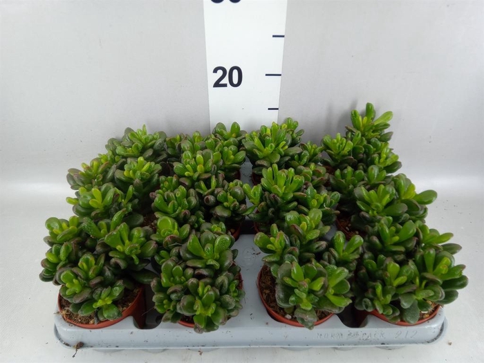 <h4>Crassula ovata 'Gandalf'</h4>
