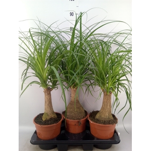 Beaucarnea recurvata
