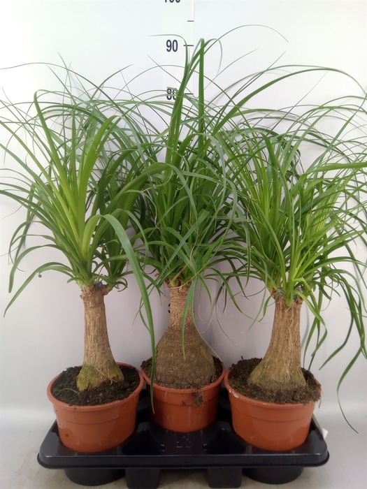 <h4>Beaucarnea recurvata</h4>