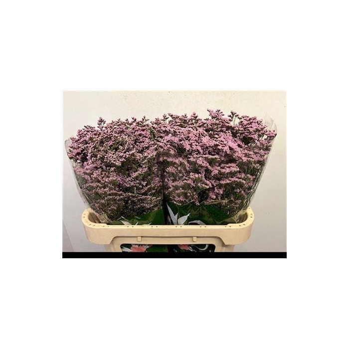 <h4>Lim Safora Oshi Pink</h4>