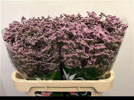 Lim Safora Oshi Pink