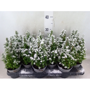 Chamaecyparis thyo. 'Alpica'