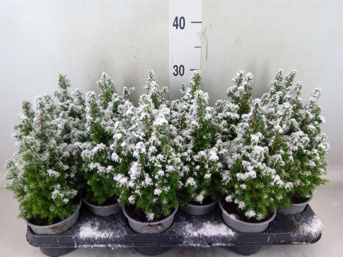 <h4>Chamaecyparis thyo. 'Alpica'</h4>