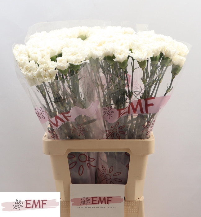 <h4>DI ST HOLLY</h4>