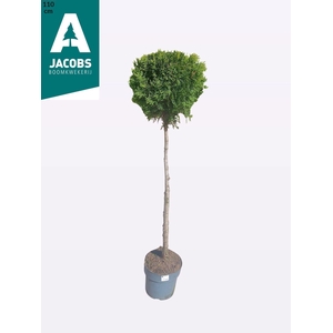 THUJA O SMARAGD