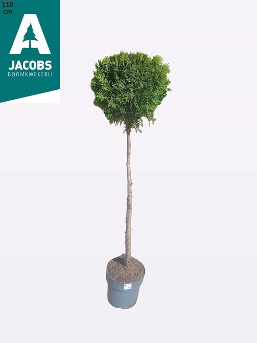 <h4>THUJA O SMARAGD</h4>