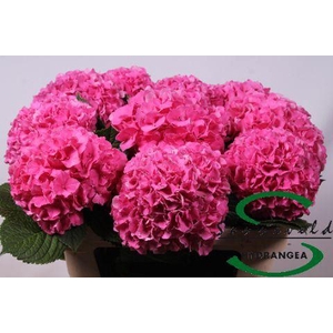 Hydrangea glowing alps