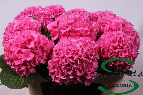 <h4>Hydrangea glowing alps</h4>