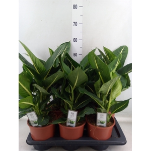 Dieffenbachia  'Green Magic'