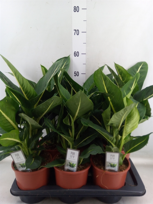<h4>Dieffenbachia  'Green Magic'</h4>