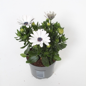 Osteospermum Blanca p10,5