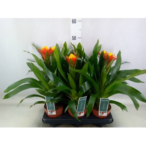 Guzmania   ...
