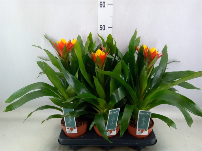 <h4>Guzmania   ...</h4>