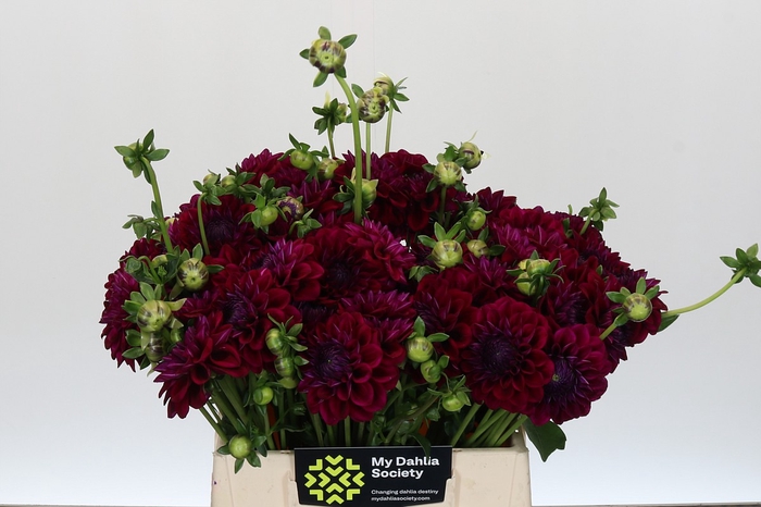 Dahlia Lilac Bull